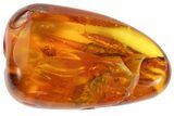 Two Detailed Fossil Flies (Diptera) In Baltic Amber #87065-3